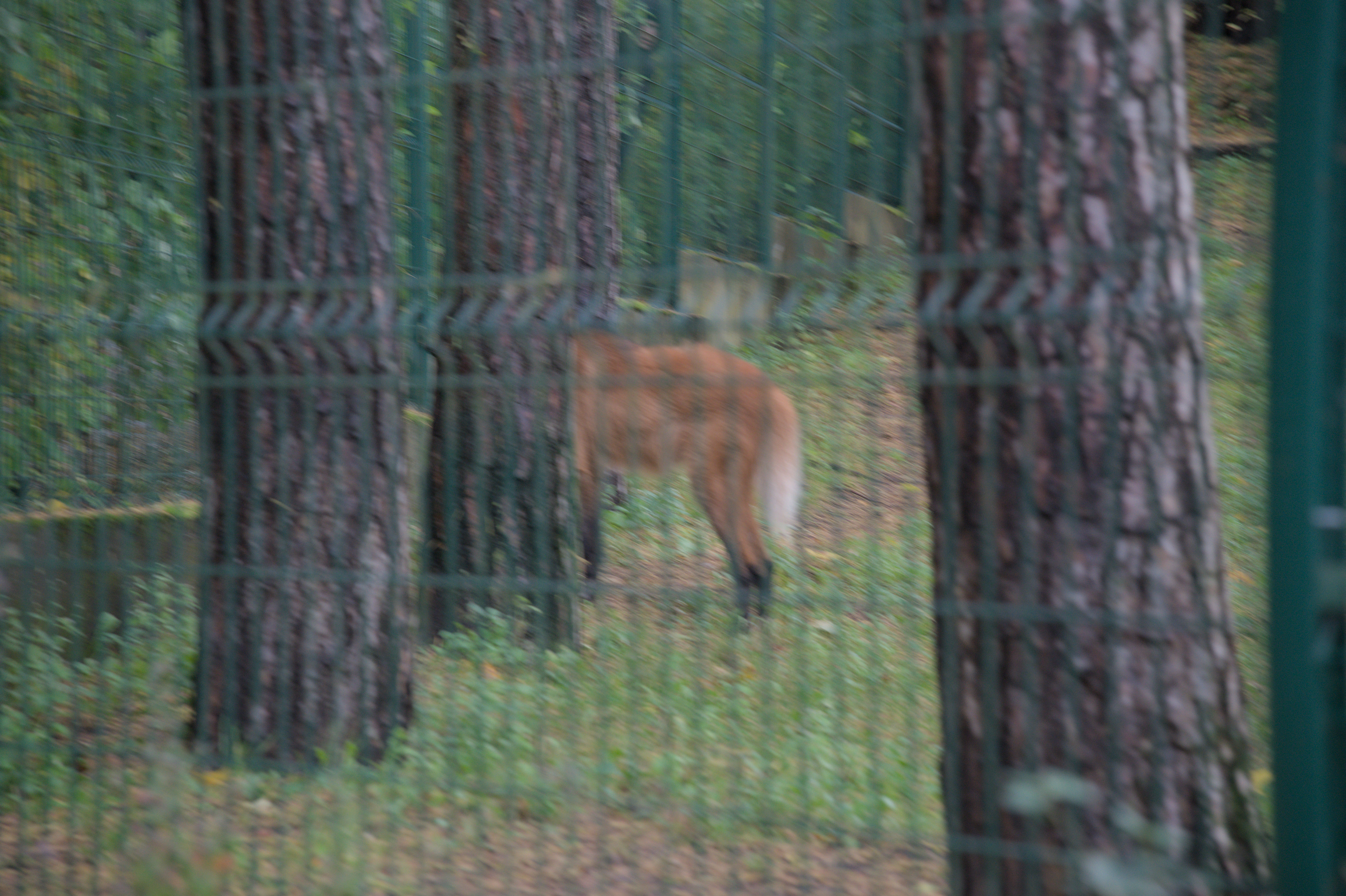 2025/10/12 - zoo/DSC_0056.jpg